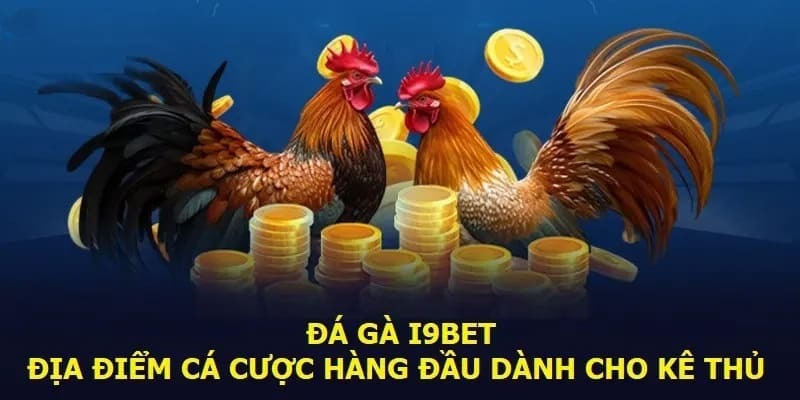 Đá gà nòi tại i9bet - Điểm đến hàng đầu của mọi sư kê